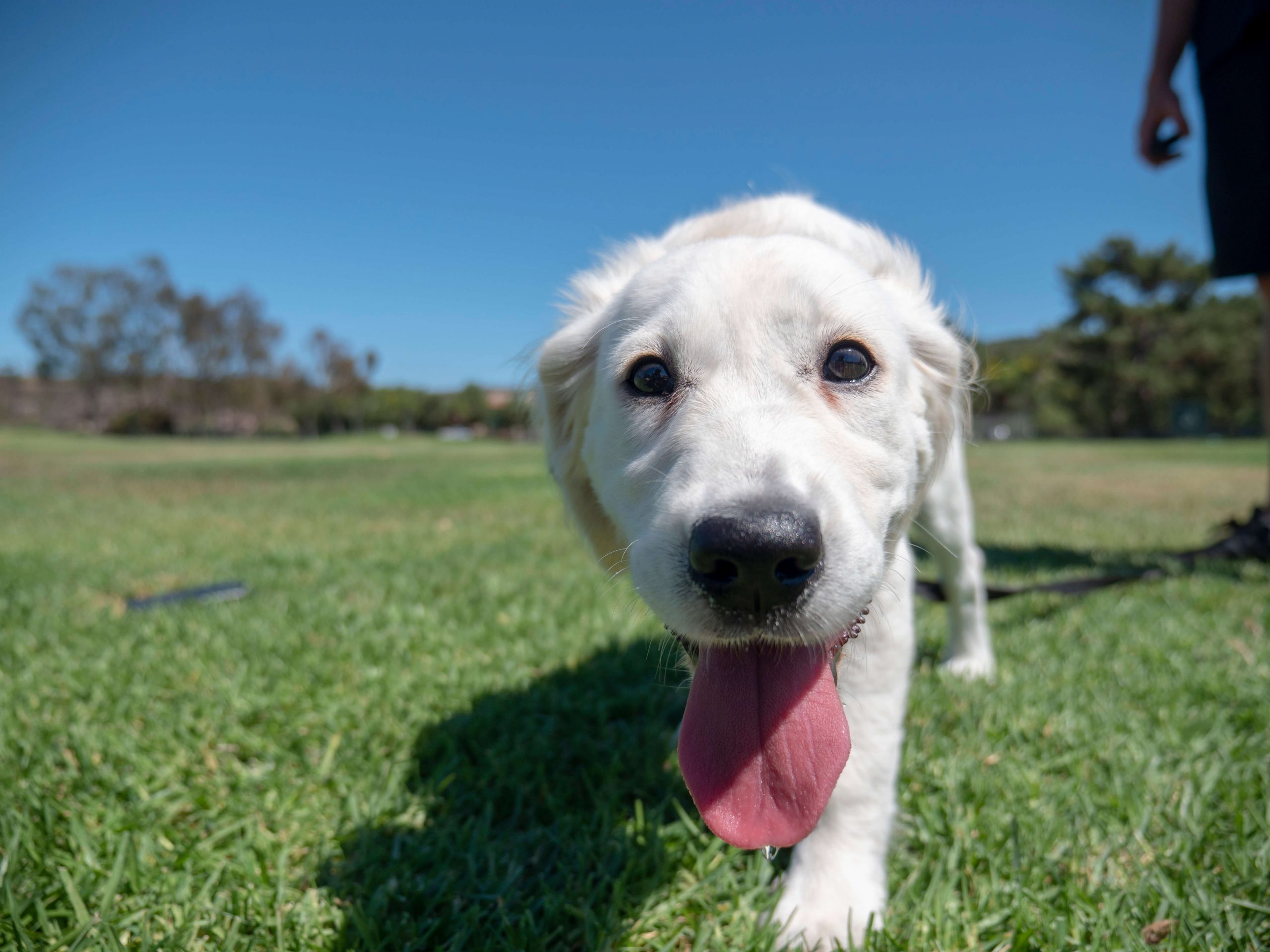 Why Does Your Dog Need Training From A Professional?